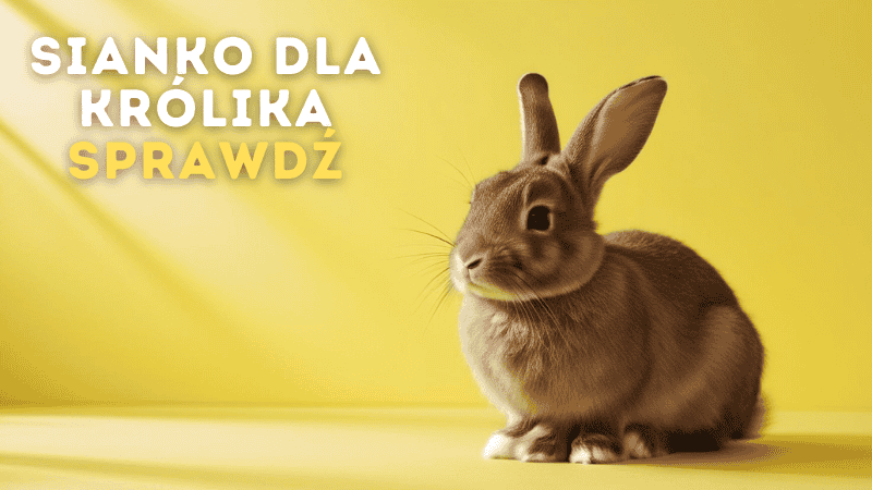 Sianko dla królika