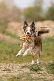 Szarpak Trixie do przeciągania z piłką - supłem, z bawełny/poliestru 7cm/44cm