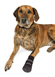 Trixie But Ochronny dla psa XL  2 szt.