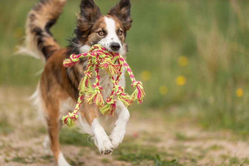 Szarpak Trixie do przeciągania z piłką - supłem, z bawełny/poliestru 7cm/44cm