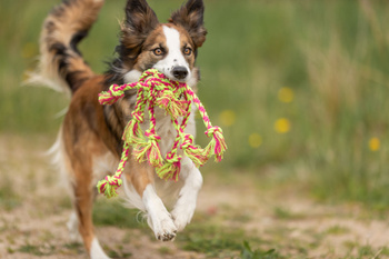 Szarpak Trixie do przeciągania z piłką - supłem, z bawełny/poliestru 7cm/44cm