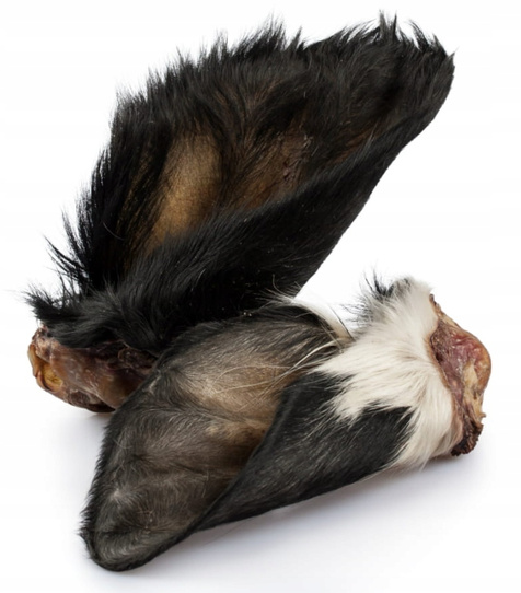 Ucho Wołowe z włosem 10 szt.